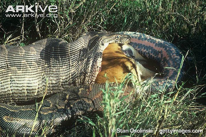 Giống như các loài trăn khác, trăn đá châu Phi không có độc và chúng giết con mồi bằng cách quấn chết.