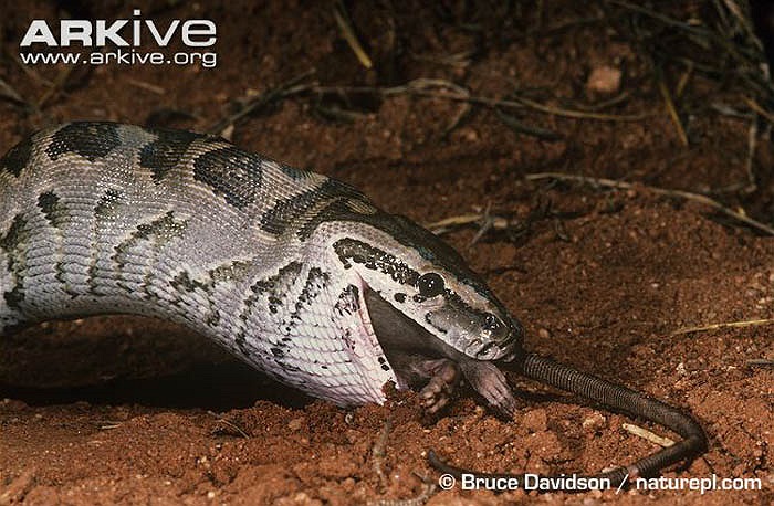 Sau khi tấn công con mồi bằng cú đớp mạnh, nó cuộn thân giết chết con mồi.