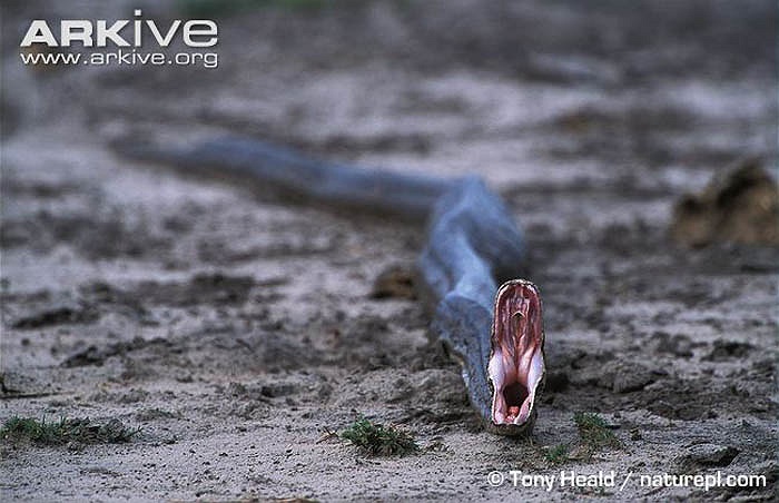 Trăn đá châu Phi không phải loài lớn nhất trong họ nhà trăn, nhưng chúng ăn được những con mồi rất lớn.