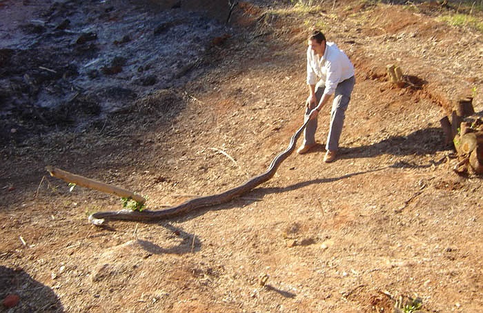 Nếu thiếu thức ăn, chúng liều lĩnh mò vào các ngôi làng săn đuổi con người. 