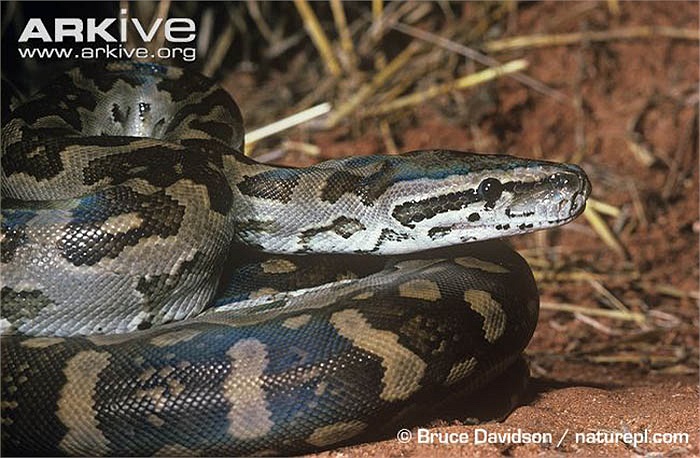 Mặc dù ở lục địa khô cằn, nhưng đã có vô số hình ảnh ghi lại được cảnh chúng nuốt chửng một con cá sấu ở đầm lầy.