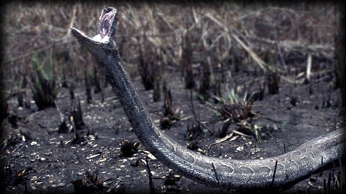 Cũng đã không ít lần cư dân các bộ tộc mổ bụng trăn và lấy được xác người.