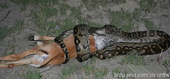 Mới đây nhất, một tài xế người Zambia tên là Kelvin Katoka, 25 tuổi, khi lái máy xúc, đã vô tình đâm vào con trăn đá trong bụi rậm.