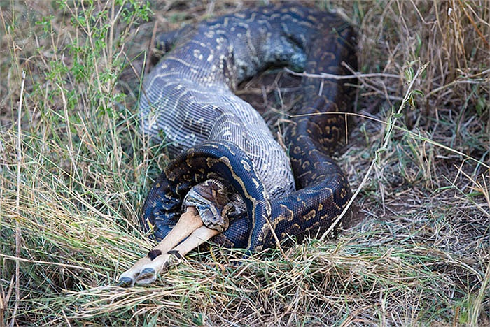 Loài trăn đá khổng lồ này tập trung nhiều ở phía nam sa mạc Sahara, từ Senegal tới Ethiopia và Somalia.