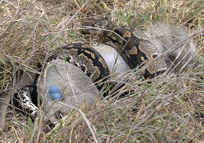 Theo lẽ thường, con trăn này sẽ sợ hãi bỏ chạy, tuy nhiên, nó không làm thế, mà quay lại tấn công tài xế.