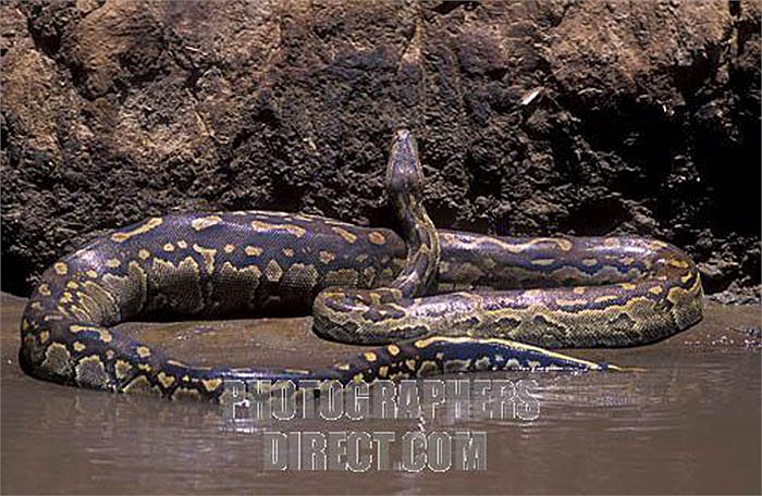 Nó siết chặt, quật ngã khiến tài xế nôn ra máu, bất tỉnh. Tài xế này đã dùng dao đâm nhiều nhát vào nó, nhưng không có tác dụng gì.