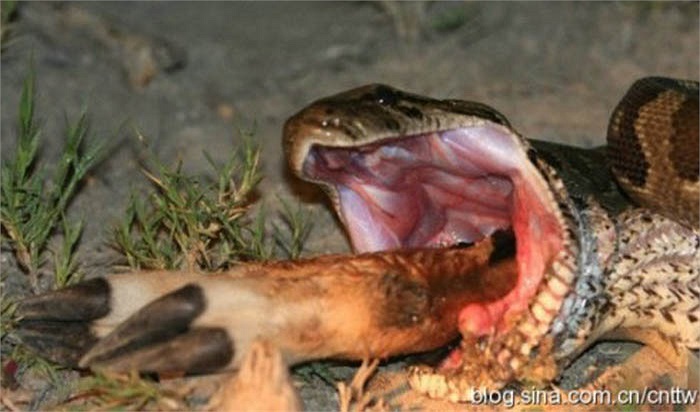 Khi nó chuẩn bị nuốt anh, thì 2 đồng nghiệp đã xuất hiện kịp thời và cứu sống anh. 