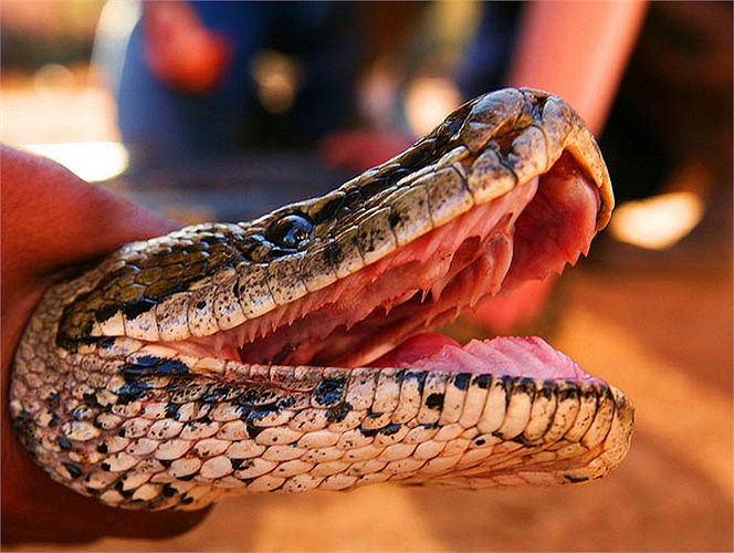 Chúng thích hợp với nhiều môi trường sống, gồm cả vùng thảo nguyên, rừng rậm, hoang mạc, bán sa mạc, vùng núi đá, thậm chí là đầm lầy, sông, hồ.
