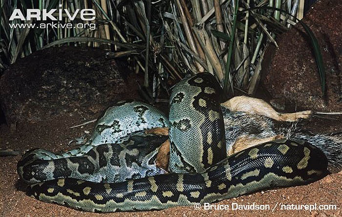 Chúng cũng dễ dàng thích nghi với môi trường sống bị xáo trộn và do đó thường được tìm thấy xung quanh con người sinh sống.