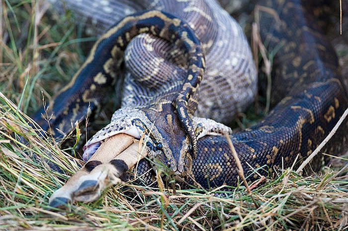 Mỗi năm có hàng trăm cuộc ghi nhận loài trăn đá tấn công người và cũng có không ít vụ chúng nuốt chửng những đứa trẻ, thậm chí là người trưởng thành.