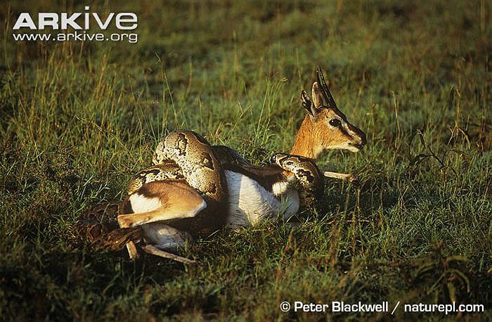 Chính vì thế, ở một số bộ tộc vùng Angola, Rwanda, Burundi, Sudan, Uganda, Kenya, Tanzania, Zambia, Malawi, Mozambique… cư dân gọi chúng là “trăn ăn thịt người”.