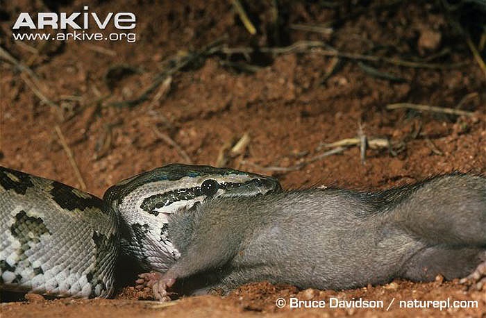 Chúng có một cơ thể mập mạp, dài, với hoa văn đẹp mắt, gồm màu nâu, ô liu, hạt dẻ, vàng.