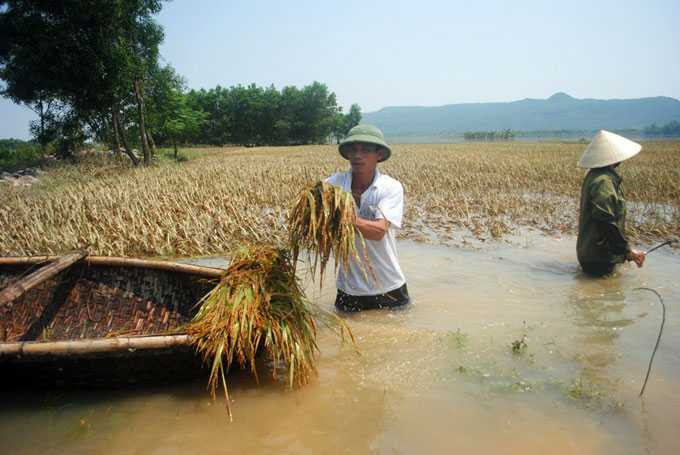 Bà con nông dân xã Tượng Sơn, huyện Nông Cống cắt lúa bị chìm trong nước lũ nhiều ngày. Ảnh: Hà Đồng