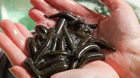 Đổ xô bắt đỉa