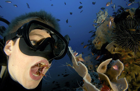 Laman bắt chước hành vi của loài cá để thu hút những chú tôm