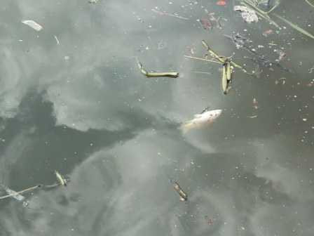 cá nổi, cá chết