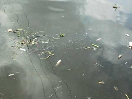 cá nổi, cá chết