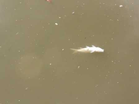 cá nổi, cá chết