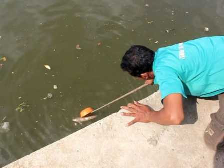 cá nổi, cá chết