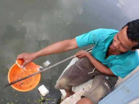 cá nổi, cá chết