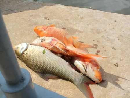 cá nổi, cá chết