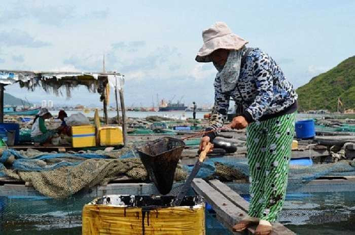 tàu chở dầu, biển quy nhơn, tràn dầu, nuôi trồng thủy sản, thiệt hại, đền bù, nghi phạm