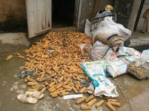 nước lũ, Nghệ An, cuốn trôi, trắng tay, tài sản