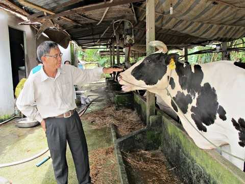 Triển vọng từ hướng đi mới của ngành chăn nuôi bò sữa