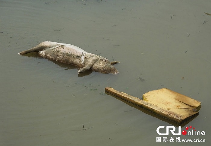 Hôm 3/8, nhiều xác lợn trôi lềnh bềnh trên nhánh sông Dương Tử ở thành phố Nghi Xương, Hồ Bắc, Trung Quốc