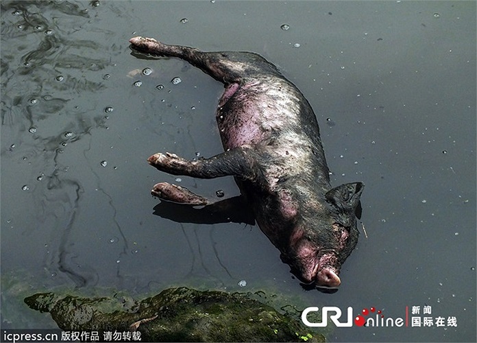 Lợn chết thối rữa làm ô nhiễm nguồn nước