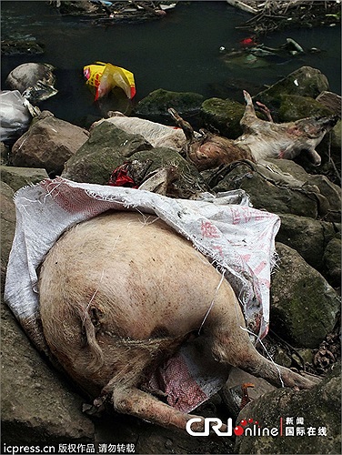 Loạt xác lợn chết thả trôi sông ở Trung Quốc