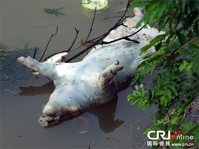 Đây không phải lần đầu tiên Trung Quốc xuất hiện nhiều xác lợn trôi sông