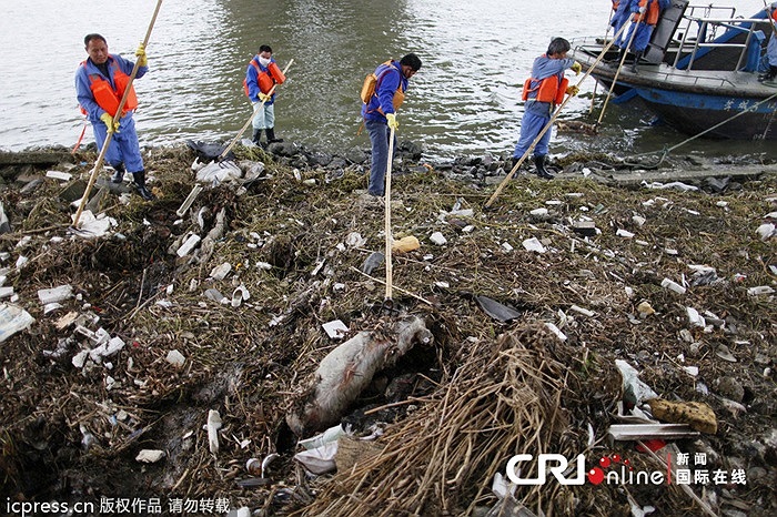 Hồi tháng 3 vừa qua, hàng loạt xác lợn được phát hiện ở sông Hoàng Phố, Thượng Hải