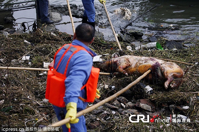 Nhân viên bảo vệ môi trường trục vớt xác lợn thối trên sông Hoàng Phố hồi tháng 3