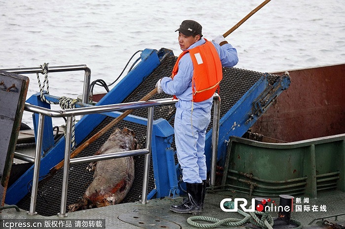 Những xác lợn vớt lên đã bị thối rữa