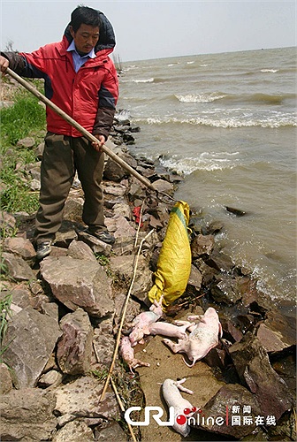 Ngày 25/3 vừa qua, một người dân ở An Huy, Trung Quốc tình cờ vớt được mấy xác lợn con trôi sông