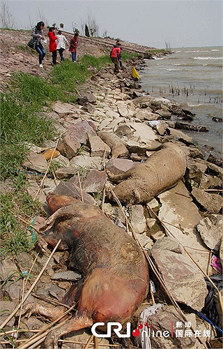 Những con lợn có màu kỳ lạ sau khi chết ở An Huy, Trung Quốc