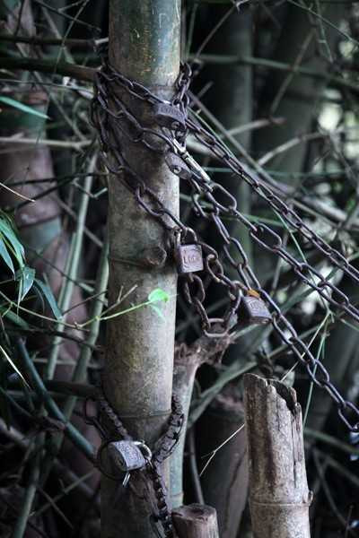 Tất cả bè đều được xích, khóa cẩn thận vào bụi tre ven sông.