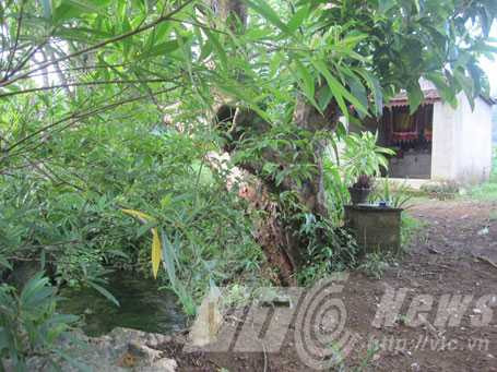 Ai hát giữa rừng khuya