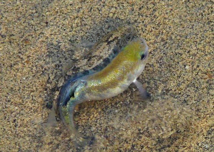 Tuy nhiên vẫn có một loài cá kỳ lạ tồn tại được ở nơi đây. Những con cá này có thể thích nghi với nguồn nước cực mặn, đồng thời cũng có thể chịu được nhiệt độ nước lên tới 44 độ C.