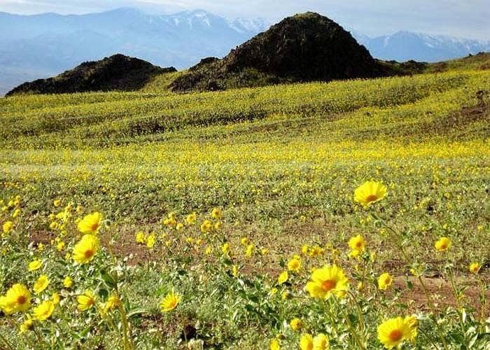 Tuy mang danh là Thung Lũng Chết nhưng ở đây vẫn luôn đầy ắp sự sống. Hơn 1.000 loài thực vật, bao gồm rất nhiều các loài hoa dại thường nở rộ vào mùa xuân tạo nên khung cảnh tuyệt vời.