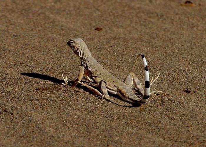 Nhiều loài động vật cũng chọn Thung Lũng Chết làm nơi sinh sống, bao gồm 56 loài thú, 36 loài bò sát, hơn 400 loài chim và một số loài lương cư. Trong ảnh là một chú Thằn lằn đuôi ngựa.