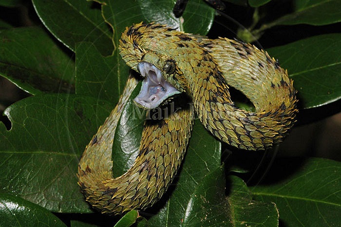 Loài rắn kỳ lạ Bush Viper được tìm thấy tại khu bảo tồn Takamanda, Cộng hòa Cameroon.