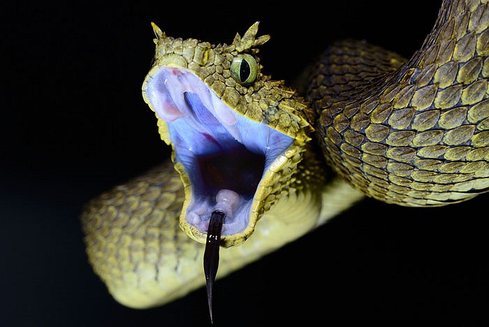 Hình thức bên ngoài của loài rắn này thực sự kinh dị.