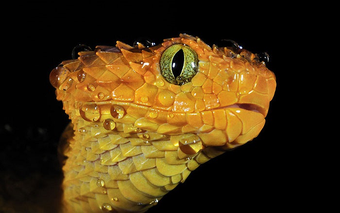 Gần như chưa có tài liệu nào của các nhà khoa học nghiên cứu về loài rắn này.