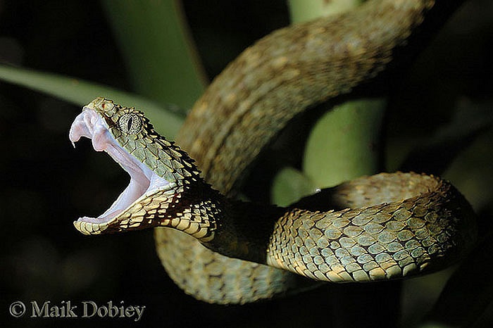 Chúng chỉ mới được phát hiện từ cách này khoảng 30 năm bởi các nhà sinh vật đến từ châu Âu.