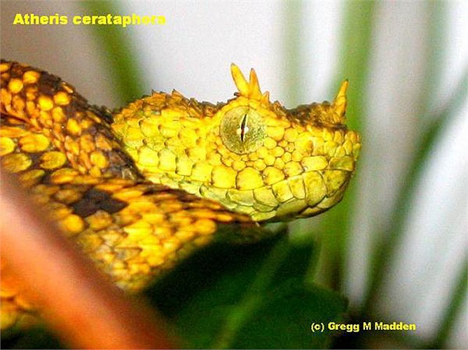 Cũng có thể chúng là biến dị của một loài rắn, mà hầu hết đã tuyệt chủng. Nhờ cơ duyên nào đó, mà chúng còn tồn tại ở khu rừng Takamanda, thuộc Cộng hòa Cameroon.