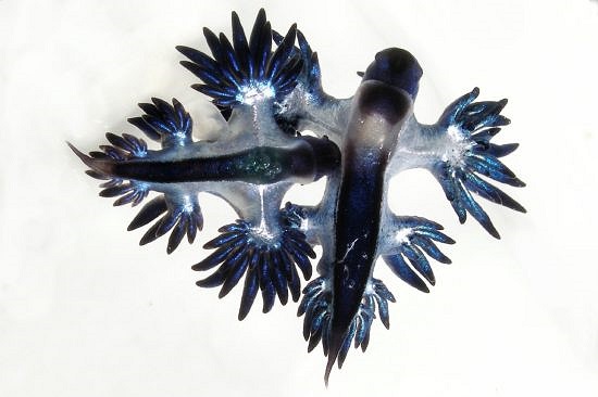 Khi đói, rồng xanh có thể ăn bất cứ thứ gì chúng tìm được hoặc thậm chí chúng còn có thể ăn thịt lẫn nhau.