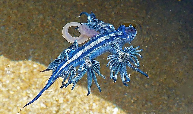 Rồng xanh là một loài lưỡng tính, chúng có cả 2 bộ phận sinh dục đực, cái. Đặc biệt cơ quan sinh dục đực rát lớn, màu trắng trong nằm sát phần đầu. 