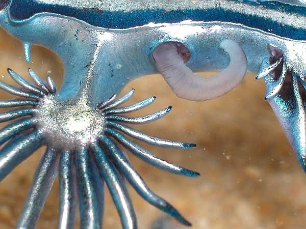 Bộ phận sinh dục đực của rồng xanh.